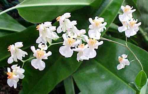 Oncidium Twinkle 'Fragrance Fantasy' SM-JOGA